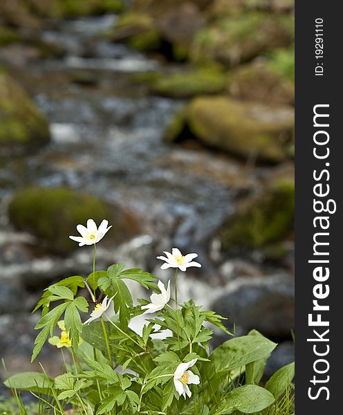 Anemone flowers in detail and background with water. Anemone flowers in detail and background with water