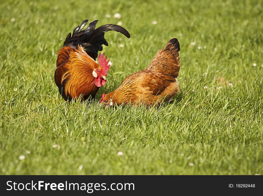 Pair of birds (chickens) eating freely in the meadow. Pair of birds (chickens) eating freely in the meadow
