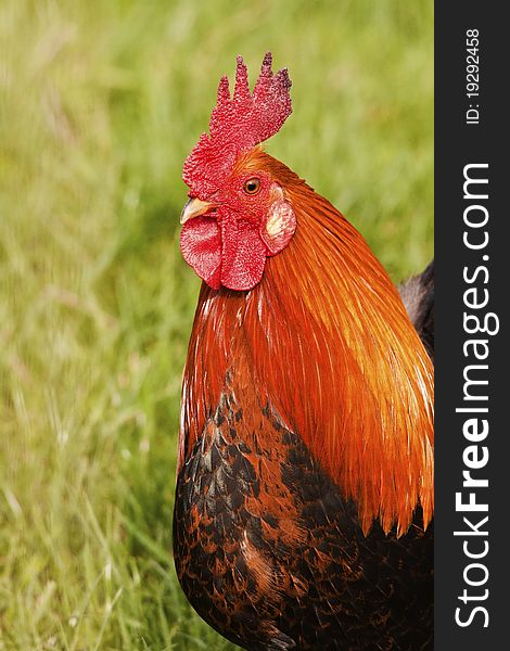 Cock Red Crest