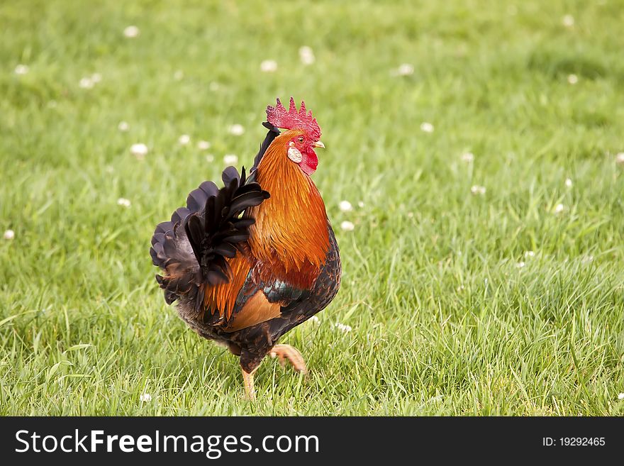 Hover Rooster