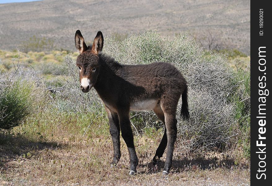 An image of a young burro standing amid desert landscape. An image of a young burro standing amid desert landscape