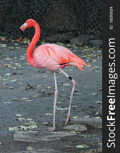 Pink flamingo in Antwerpen zoo