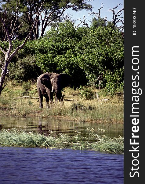 An adult elephant near a water source. An adult elephant near a water source.