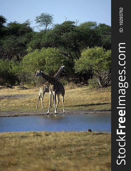 Adult African giraffes near a water source.