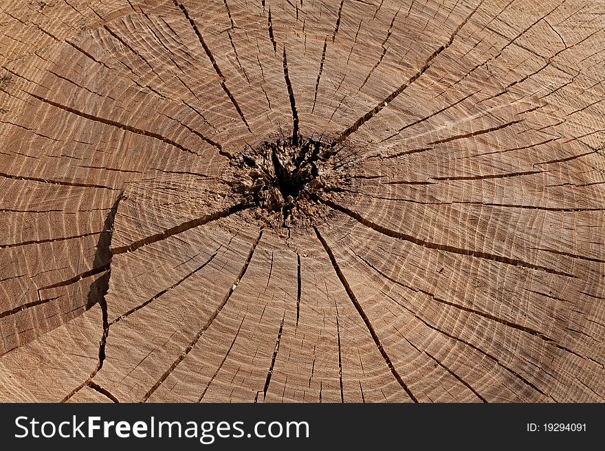 Tree rings, wooden texture