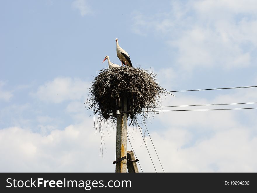 Two white storks in the nest on the elektrical pole blue sky.Nature