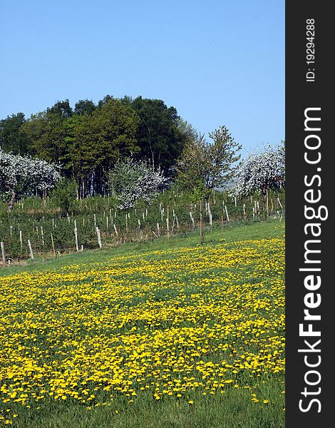 Fields With Dandelions