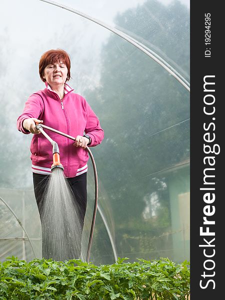 Woman watering  Seedling Tomato in  greenhouse