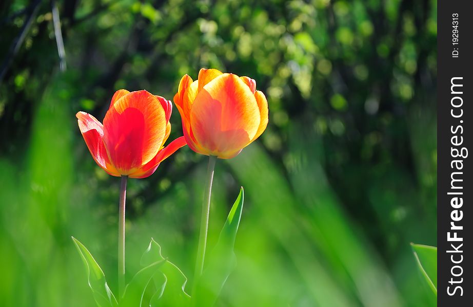 Two blossoming tulips in spring wood. Two blossoming tulips in spring wood