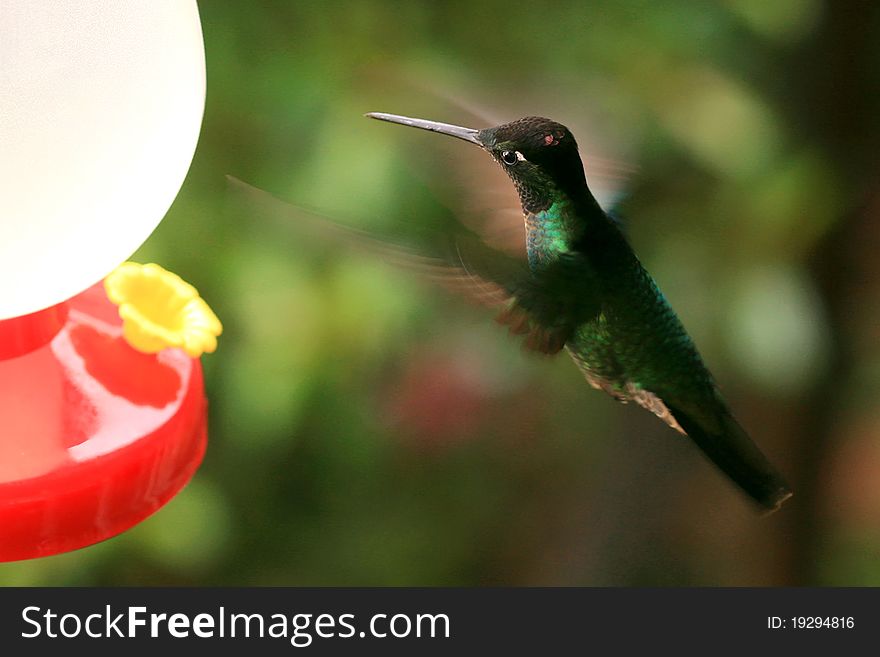 Hummingbird captured in flight when approaching feeder. Hummingbird captured in flight when approaching feeder.