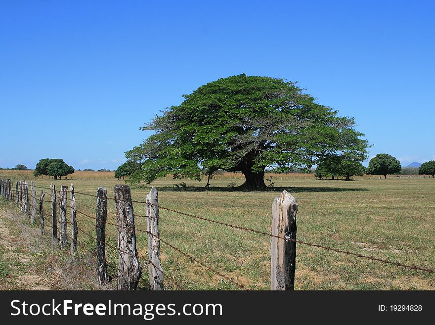 Fenced Tree