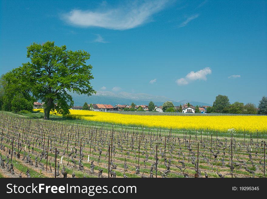 Swiss farms and vineyards, Geneva canton. Swiss farms and vineyards, Geneva canton