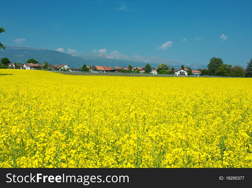 Swiss farms and yellow fields, Geneva canton. Swiss farms and yellow fields, Geneva canton