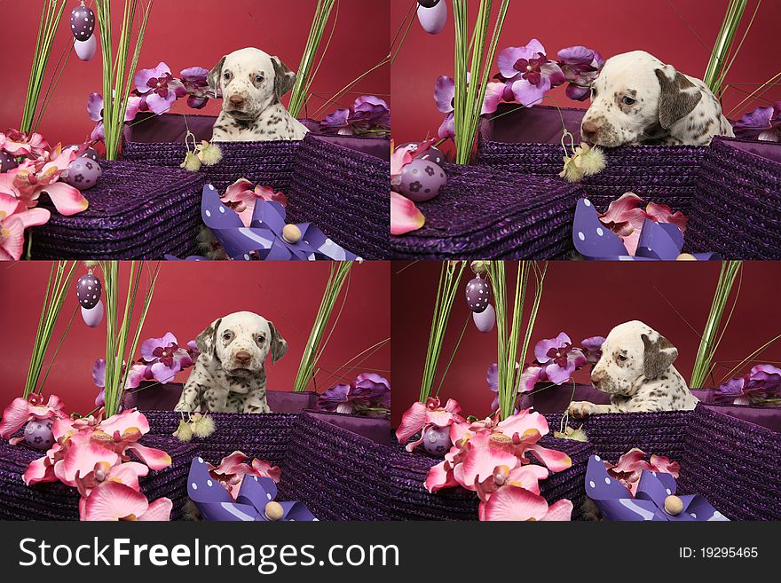 Dalmatian Puppy In Easter Decoration