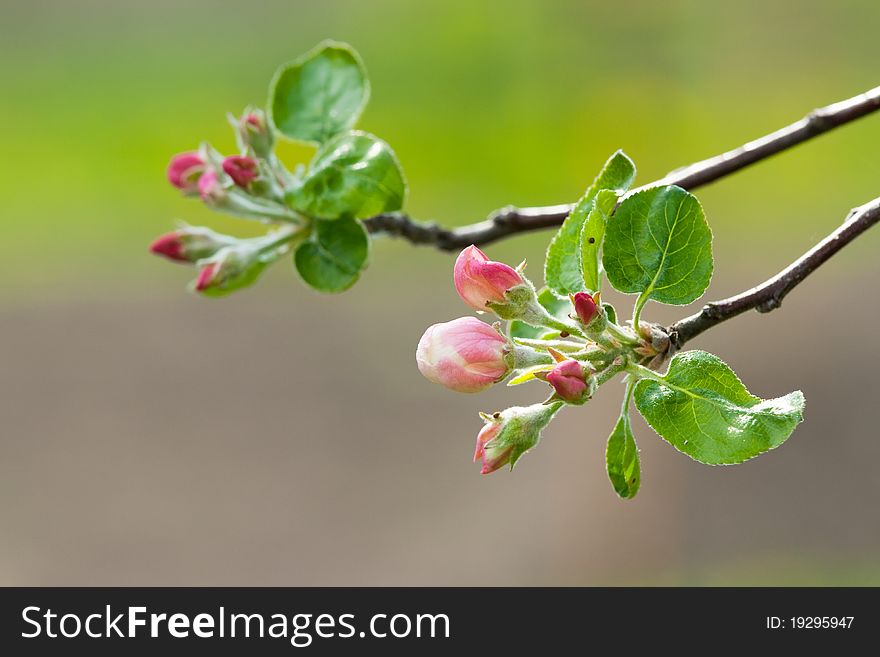 Branch of apple tree in bloom.