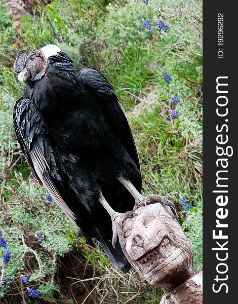 The picture of one of the biggest birds of the world. The picture of one of the biggest birds of the world