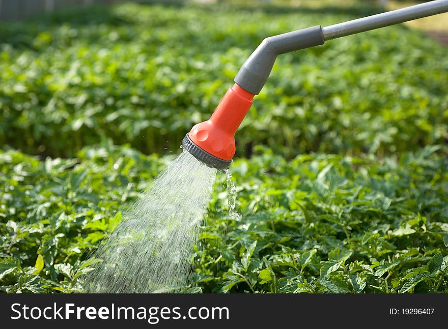 Watering seedling tomato