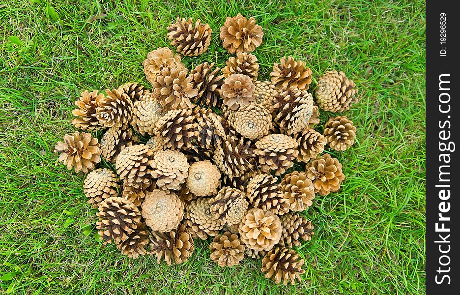 Heaps of fir cones on green grass background.