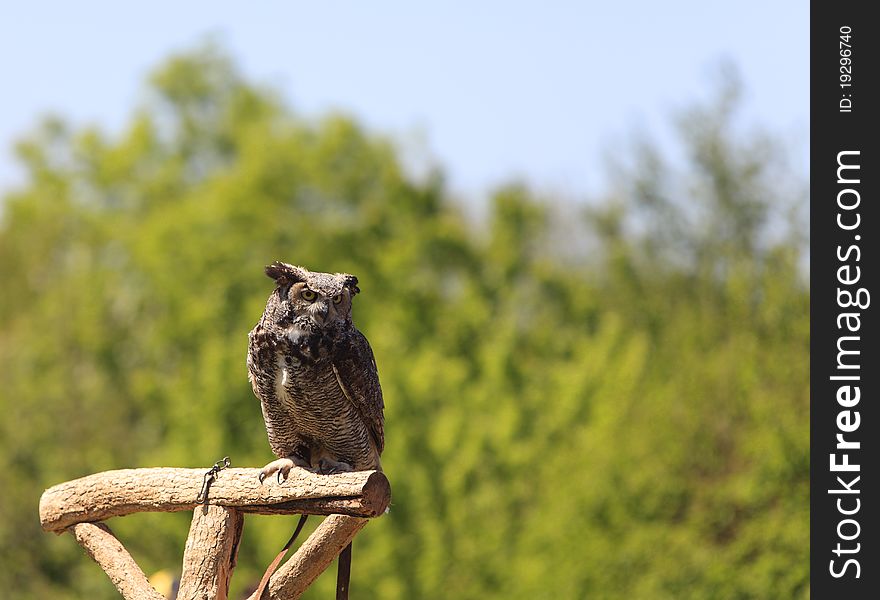 Image of an owl resting on a wooden support during a birds of prey show.