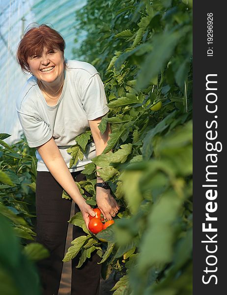 Women picked tomatoes in greenhouse