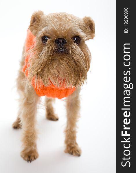 The portrait of puppy of the Griffon Bruxellois dressed in an orange sweater