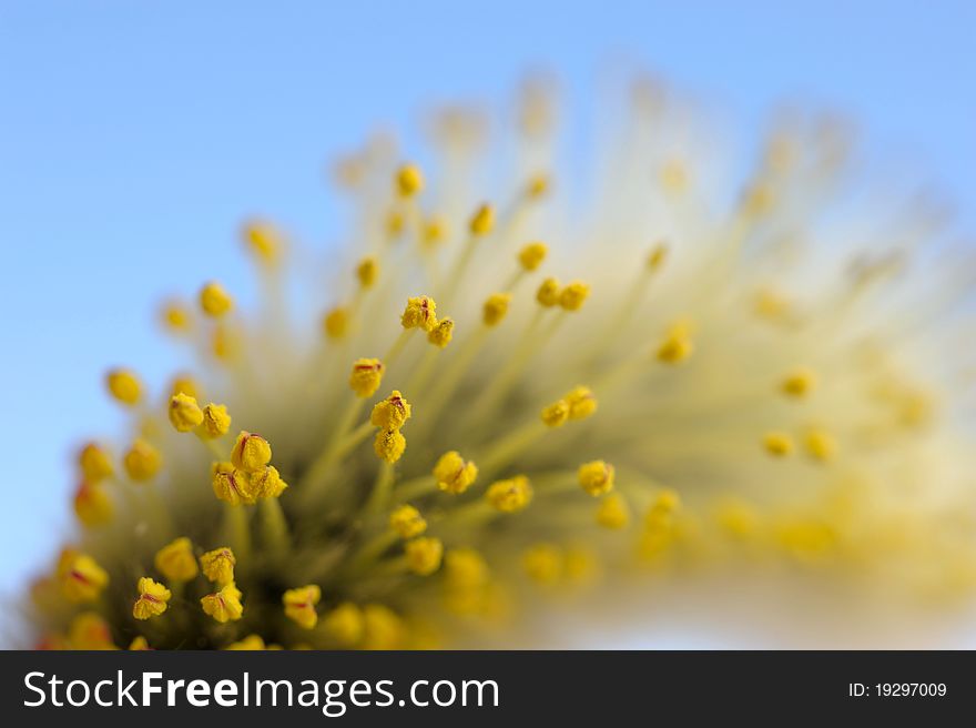 Flowering Willow