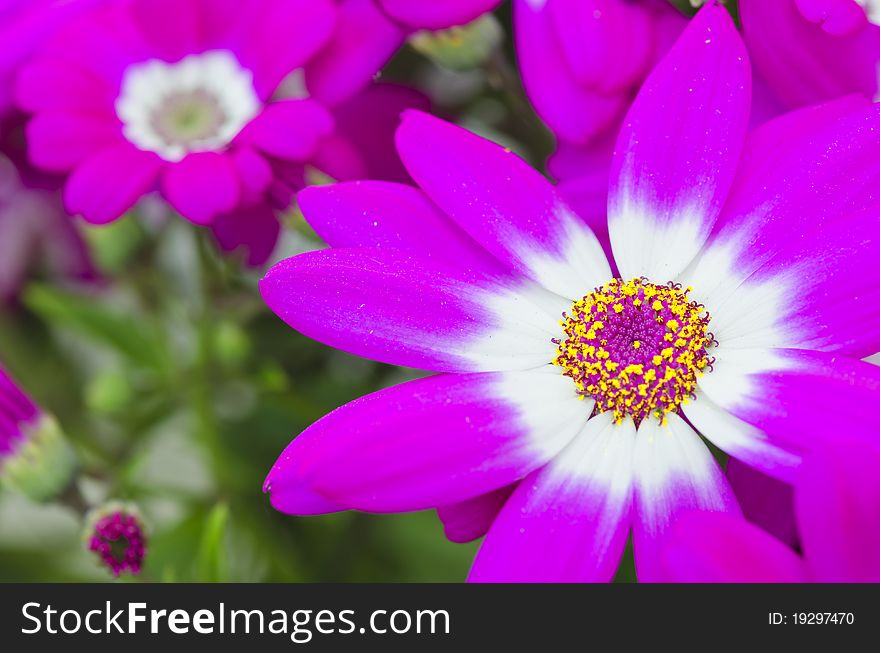 Violet Flowers of Tuscany, Italy