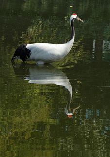 Red-crowned Crane Stock Image