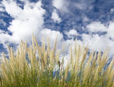 Landscape Corn Filed Blue Sky And White Clouds Royalty Free Stock Photo Landscape Corn Filed Blue Sky And White Clouds Royalty Free Stock Photo