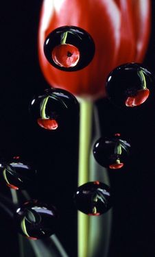 Tulip In Drops Stock Images