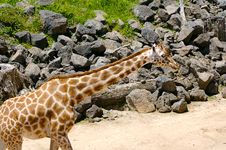 A Giraffe Stock Photo