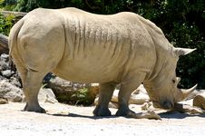 Rhino Stock Photography