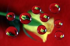 Download Yellow Rose In Water Drops Free Stock Images Photos 1933061 Stockfreeimages Com Yellowimages Mockups
