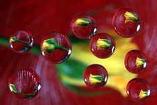 Download Yellow Rose In Water Drops Free Stock Images Photos 1933061 Stockfreeimages Com Yellowimages Mockups