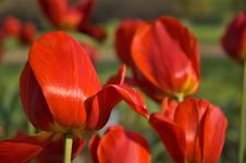 Red Flowers Stock Images Red Flowers Stock Images