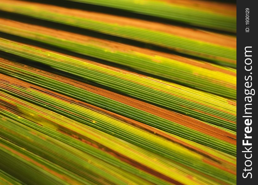 Green Abstract palm leaf background