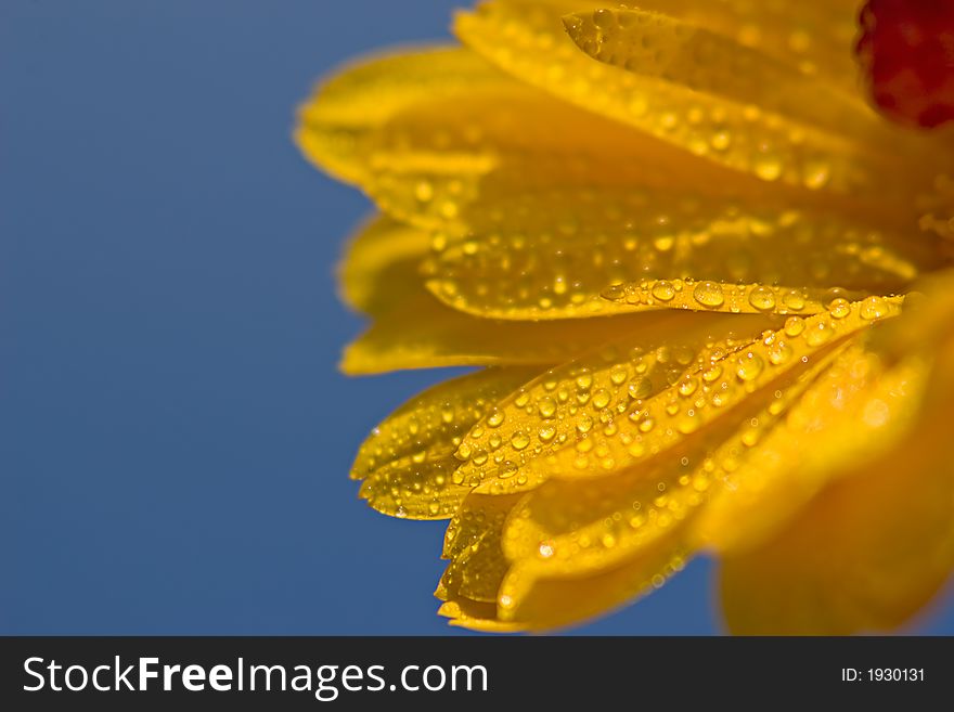 Yellow flower covered with dew,