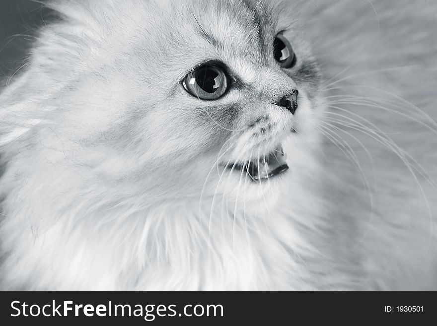 Portrait of a kitten close-up in studio