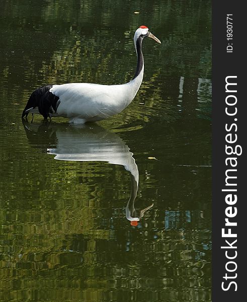 A red-crowned crane and its reflection in lake
