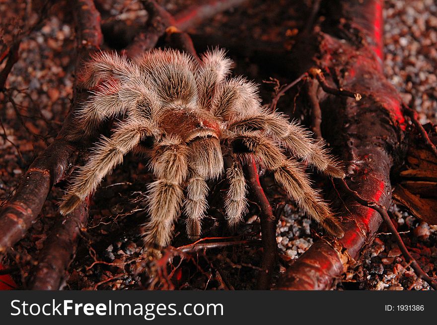 Spider tarantula view on nature background. Spider tarantula view on nature background