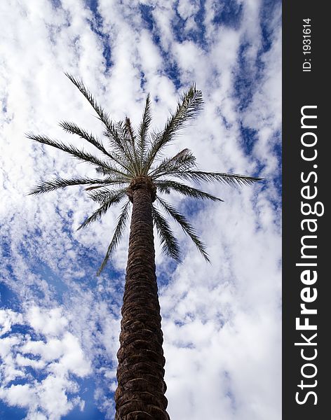 Looking up at a Palm tree in Tropical Paradise