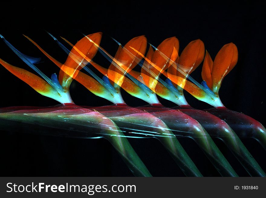 Image of a bird-of-paradise flower 5 exposures. Image of a bird-of-paradise flower 5 exposures