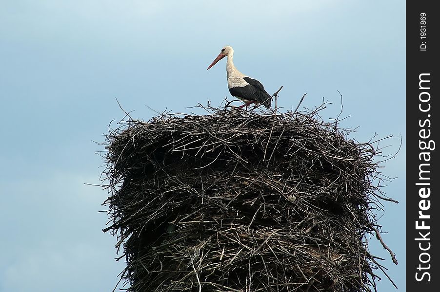 Stork on the nest with blue sky