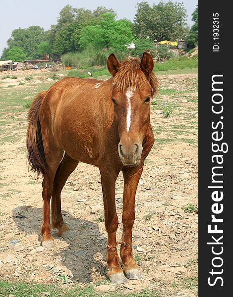 Little horse suffering and abused in India. Little horse suffering and abused in India