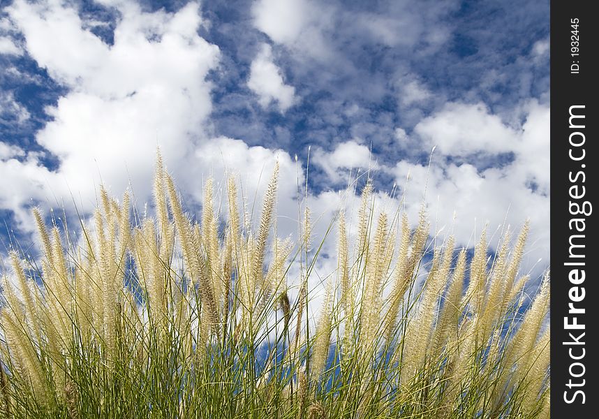 Landscape corn filed blue sky and white clouds