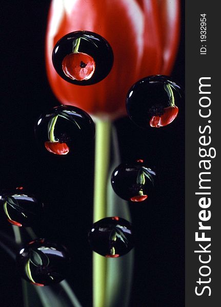 Red tulip reflected in drops on a black background. Red tulip reflected in drops on a black background