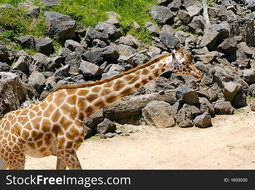 A giraffe standing against a rocky background