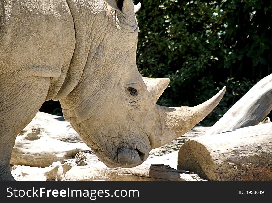 Rhino Close Up