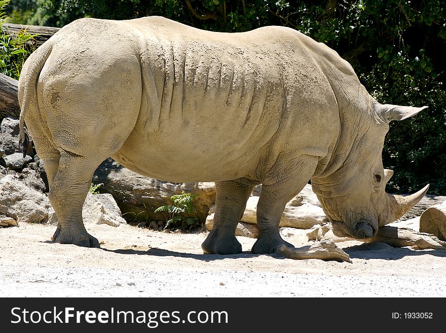 A side shot of a rhino