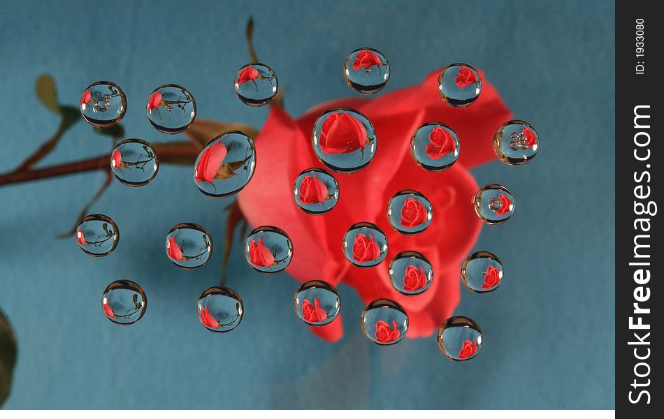 Pink rose reflected in drops on a blue background. Pink rose reflected in drops on a blue background